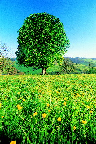 bach flower essences